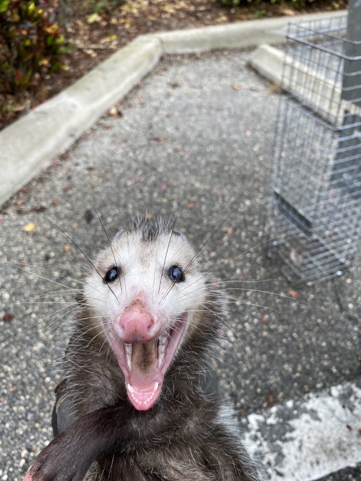 Opossum Sounds & Noises: What Do Opossums Sound Like?